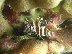 This Lion fish/ Turkey fish was only about an inch and 1/... by Chris Lawford 